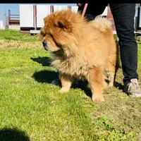 RE-HOMING, a male Chow Chow for sale in California, CA – Photo 4 of 9