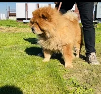RE-HOMING, a male Chow Chow for sale in California, CA – Photo 4 of 9
