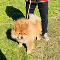 RE-HOMING, a male Chow Chow for sale in California, CA – Photo 7 of 9