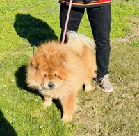 RE-HOMING, a male Chow Chow for sale in California, CA – Photo 7 of 9