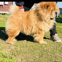 RE-HOMING, a male Chow Chow for sale in California, CA – Photo 8 of 9