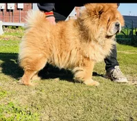RE-HOMING, a male Chow Chow for sale in California, CA – Photo 8 of 9