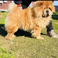 RE-HOMING, a male Chow Chow for sale in California, CA – Photo 6 of 9