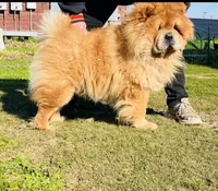 RE-HOMING, a male Chow Chow for sale in California, CA – Photo 6 of 9