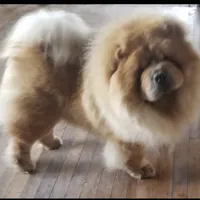 RE-HOMING, a male Chow Chow for sale in California, CA – Photo 2 of 9