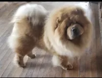 RE-HOMING, a male Chow Chow for sale in California, CA – Photo 2 of 9