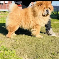 RE-HOMING, a male Chow Chow for sale in California, CA – Photo 5 of 9