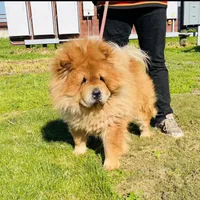 RE-HOMING, a male Chow Chow for sale in California, CA – Photo 3 of 9
