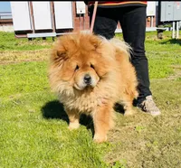RE-HOMING, a male Chow Chow for sale in California, CA – Photo 3 of 9