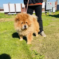 RE-HOMING, a male Chow Chow for sale in California, CA – Photo 9 of 9