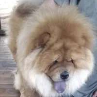 RE-HOMING, a male Chow Chow for sale in California, CA – Photo 1 of 9