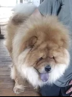 RE-HOMING, a male Chow Chow for sale in California, CA – Photo 1 of 9