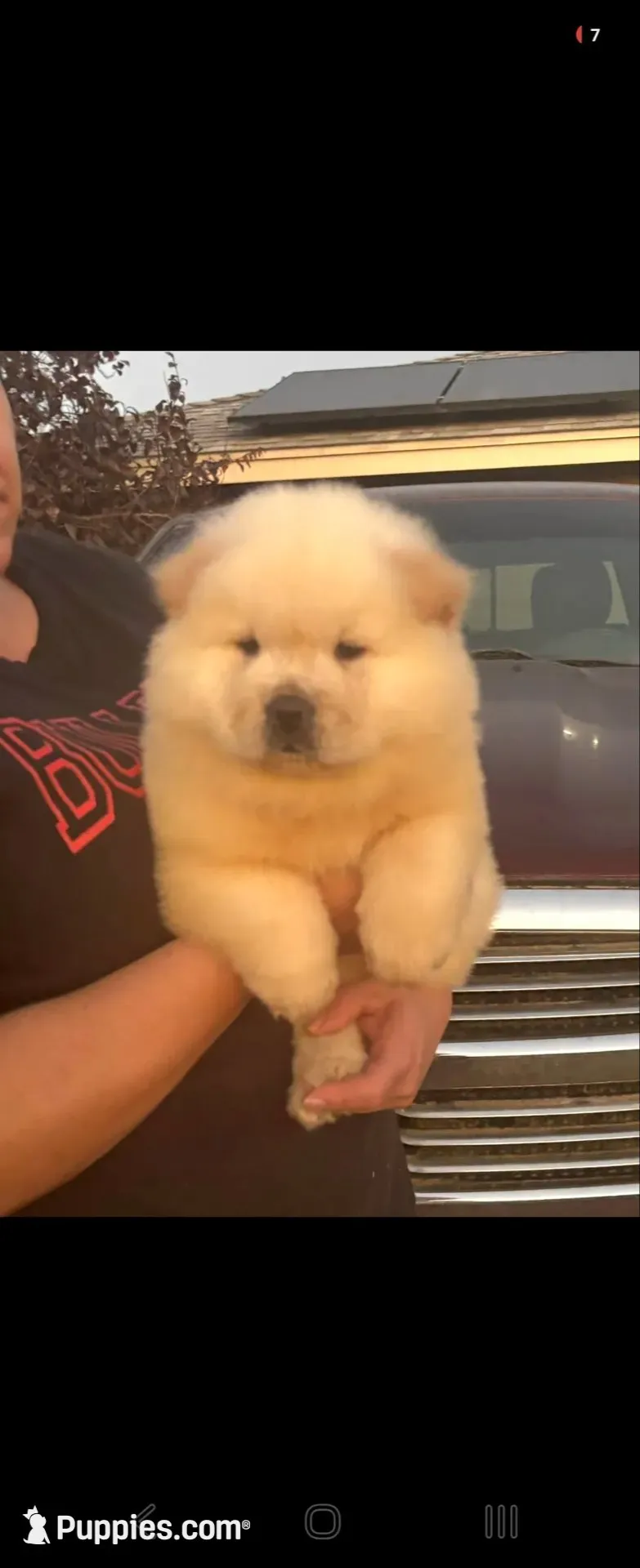Starlight, a female Chow Chow for sale in California, CA – 3 of 8