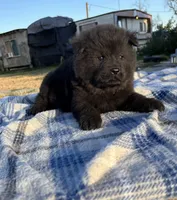 MIDNIGHT, a male Chow Chow for sale in California, CA – 2 of 8