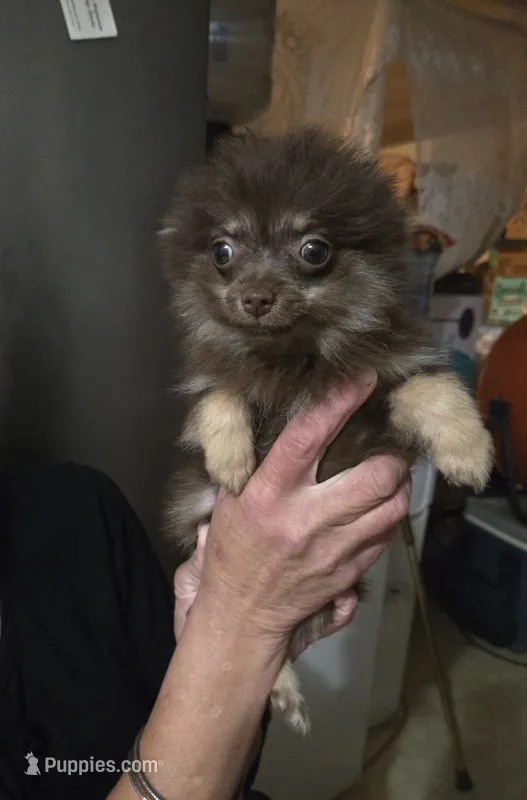 BIT O'CHOCOLATE – Pomeranian puppy for sale in California, CA