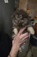 BIT O'CHOCOLATE, a female Pomeranian for sale in California, CA – 1 of 3