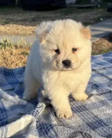 KISMO, a male Chow Chow for sale in California, CA – 3 of 7