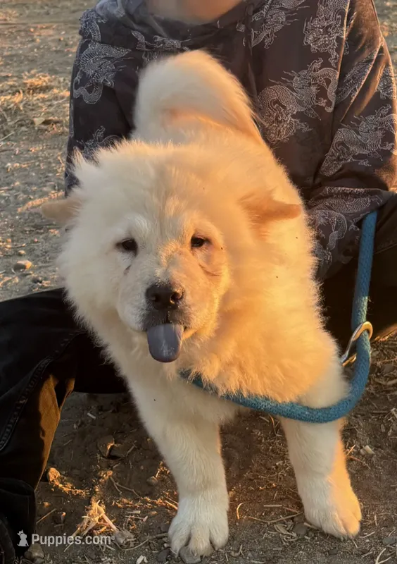 TAMARA (ROUGH COAT) – Chow Chow puppy for sale in California, CA