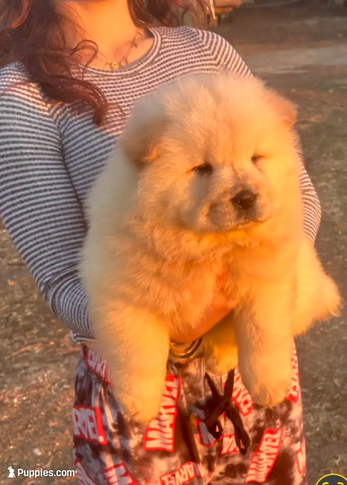 Sloan, a male Chow Chow for sale in California, CA – 4 of 5