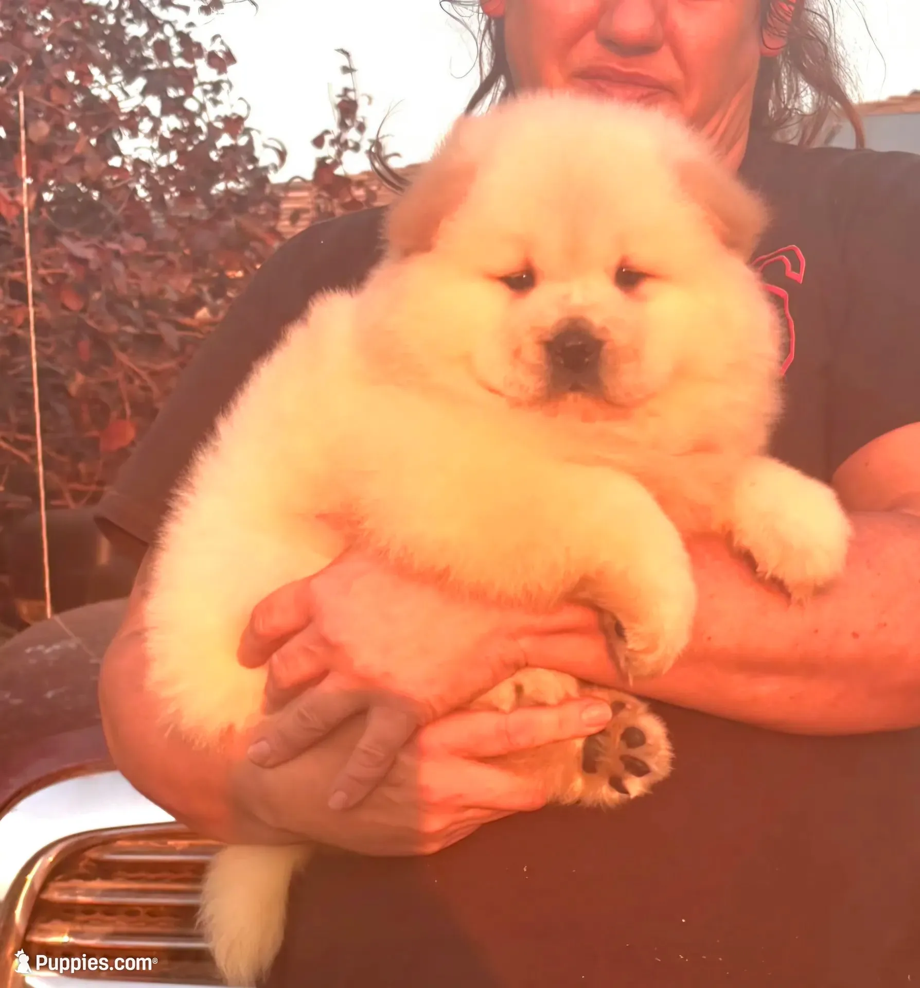 Sandy, a male Chow Chow for sale in California, CA – 7 of 8