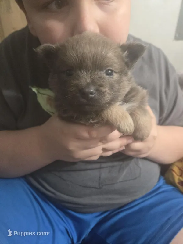 BLUE HEDDA – Pomeranian puppy for sale in California, CA