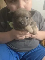 BLUE HEDDA, a male Pomeranian for sale in California, CA – Photo 1 of 3