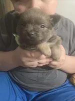 BLUE HEDDA, a male Pomeranian for sale in California, CA – Photo 3 of 3