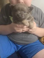 BLUE HEDDA, a male Pomeranian for sale in California, CA – Photo 2 of 3