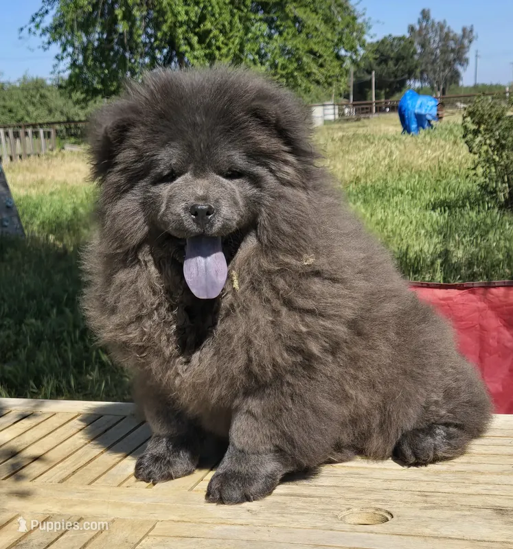 LUCHIOUS CHARMIN (ROUGH)