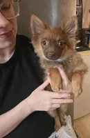 CHACALOTTY, a female Pomeranian for sale in California, CA – 2 of 7