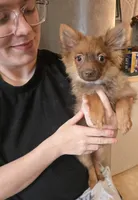 CHACALOTTY, a female Pomeranian for sale in California, CA – 4 of 7