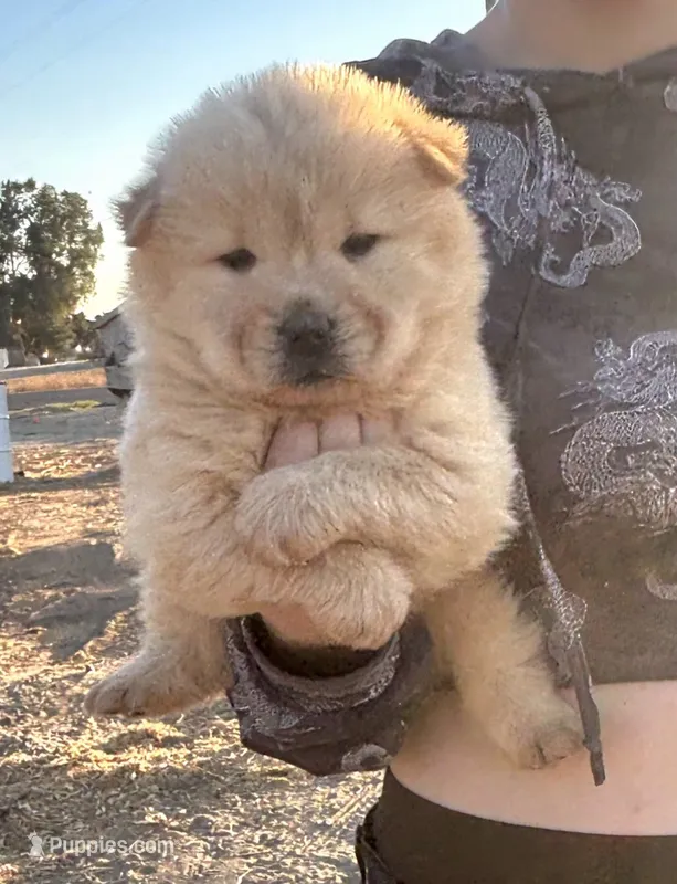 KOPA (Rough coat) – Chow Chow puppy for sale in California, CA