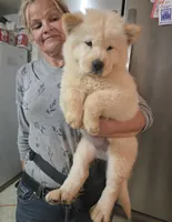 White Fluff (Rough), a female Chow Chow for sale in California, CA – 2 of 6