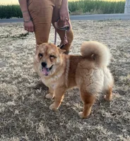 BROWN BEAR, a female Chow Chow for sale in California, CA – 5 of 9