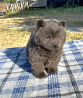 SILVER JET (ROUGH), a male Chow Chow for sale in California, CA – 6 of 9