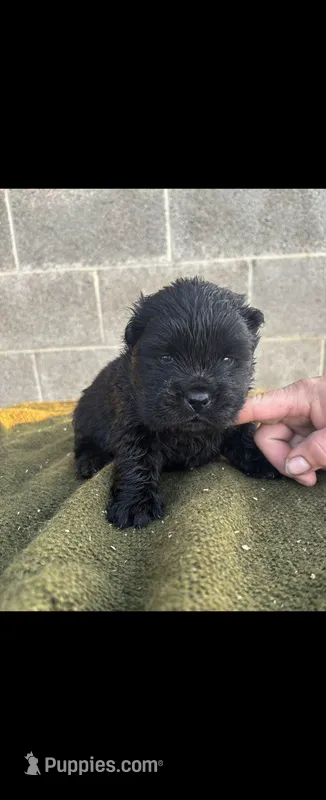 CALVIN – Chow Chow puppy for sale in California, CA