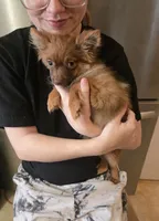 CHACALOTTY, a female Pomeranian for sale in California, CA – 5 of 7