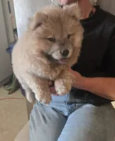 CINDER , a female Chow Chow for sale in California, CA – 5 of 7