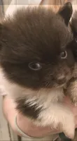 CHOCOLATE DROP, a male Pomeranian for sale in California, CA – 4 of 5