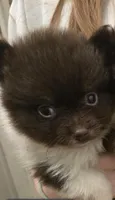 CHOCOLATE DROP, a male Pomeranian for sale in California, CA – 2 of 5