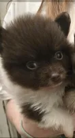 CHOCOLATE DROP, a male Pomeranian for sale in California, CA – 1 of 5