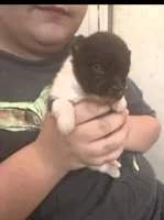 CHOCOLATE DROP, a male Pomeranian for sale in California, CA – Photo 4 of 4