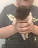 CHOCOLATE DROP, a male Pomeranian for sale in California, CA – Photo 2 of 4