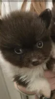 CHOCOLATE DROP, a male Pomeranian for sale in California, CA – 3 of 5