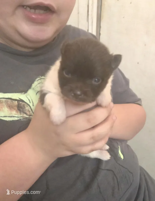 CHOCOLATE DROP – Pomeranian puppy for sale in California, CA