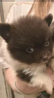 CHOCOLATE DROP, a male Pomeranian for sale in California, CA – 5 of 5