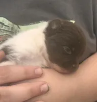 CHOCOLATE DROP, a male Pomeranian for sale in California, CA – Photo 3 of 4