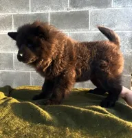 RUFFLES (Rough), a female Chow Chow for sale in California, CA – 3 of 4