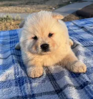 ICE ICE BABY, a male Chow Chow for sale in California, CA – 5 of 8