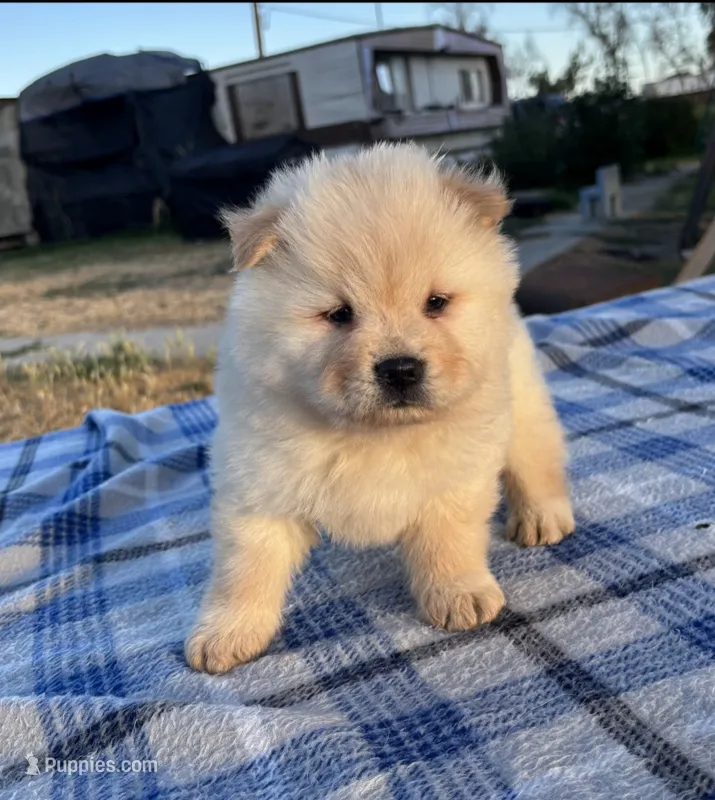 ICE ICE BABY – Chow Chow puppy for sale in California, CA